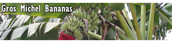 Buy Fairtrade Organic Bananas 800g Online • AlPassoFood