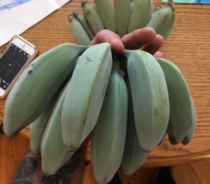 blue java banana buy online