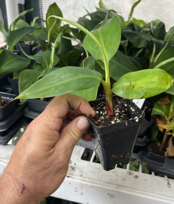 Cuban Red Banana aka Red Dacca