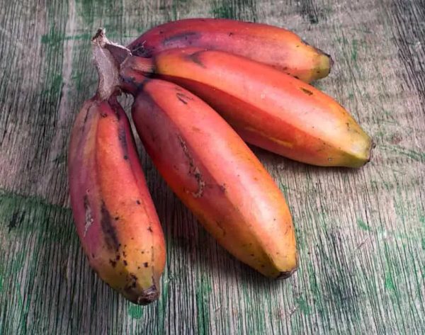 Cuban Red Banana aka Red Dacca