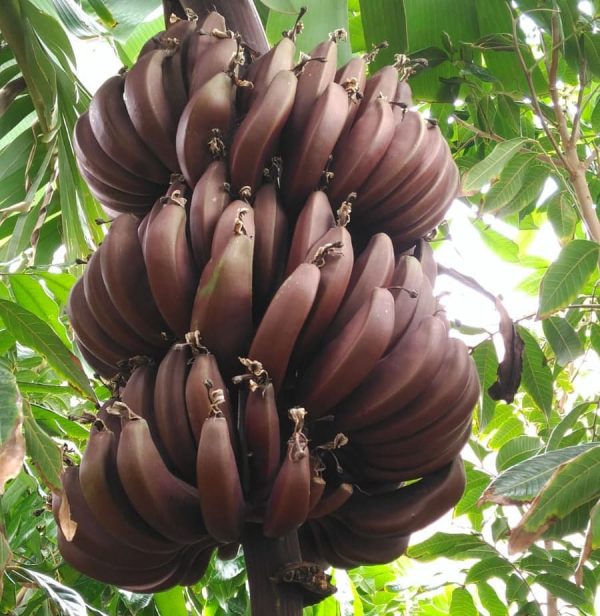 Cuban Red Banana aka Red Dacca